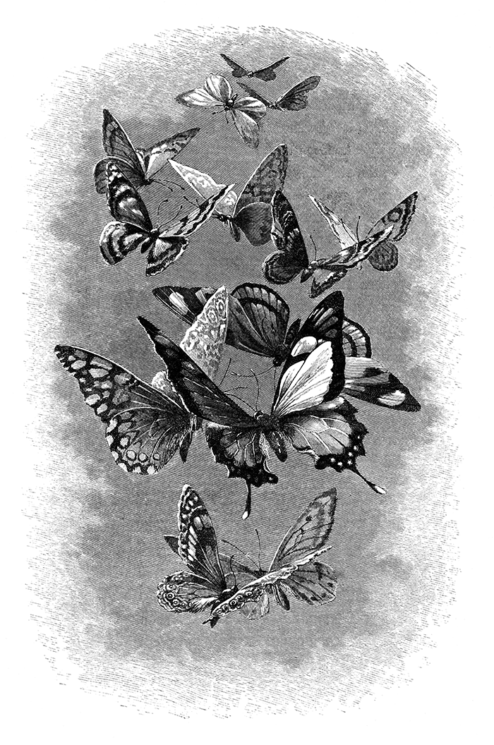 Engraved plate of two butterflies resting on a cluster of lilac blossoms